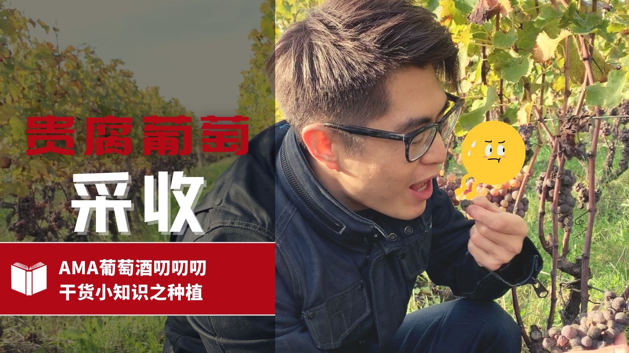 What is Noble Rot (Botrytis Cinerea)? – CN - Alexandre Ma